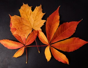 Wall Mural - Bright orange and yellow leaves contrast against a deep black background, creating a striking visual display of autumn foliage.