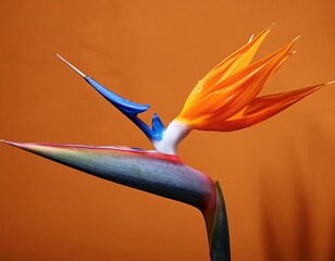 Wall Mural - A single Bird of Paradise flower with orange, blue, and white petals, stands upright on a textured orange background