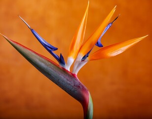 Wall Mural - A single Bird of Paradise flower with orange, blue, and white petals, stands upright on a textured orange background