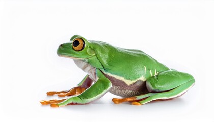 tree frog or treefrog hypsiboas riojanus a mcro of a beautiful green animal isolated on a white background