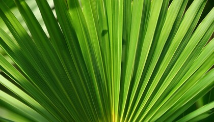 Poster - fresh palm leaf abstract green background selective focus