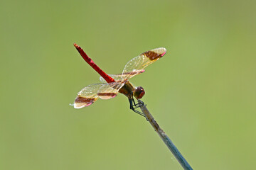 Canvas Print - Gebänderte Heidelibelle - Männchen // Banded darter - male (Sympetrum pedemontanum) - Körös-Maros-Nationalpark, Ungarn