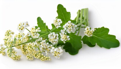 Wall Mural - bittercress barbarea vulgaris know as herb barbara rocketcress winter rocket flowers with leaves isolated on a white background