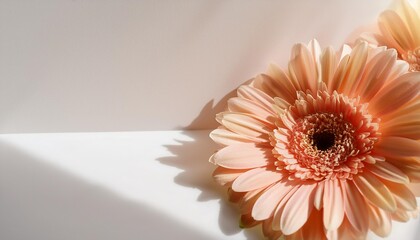 Wall Mural - elegant peach gerbera daisy flowers with sunlight shadows on tan white background with copy space aesthetic floral simplicity composition close up view flower