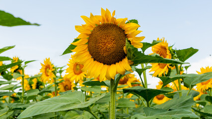 Close-up of vibrant sunflower in full bloom in a summer field, symbolizing growth and optimism