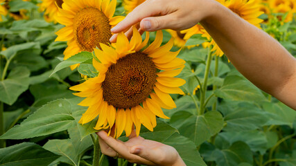 Caucasian hands gently holding a vibrant sunflower, symbolizing growth and nature conservation, on a bright summer day