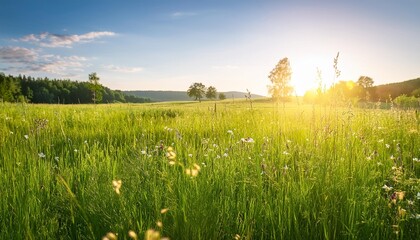 summer green rural meadow with field plants and grass countryside seasonal landscape with sun