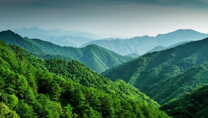 Wall Mural - mountains covered with dense green forest landscape