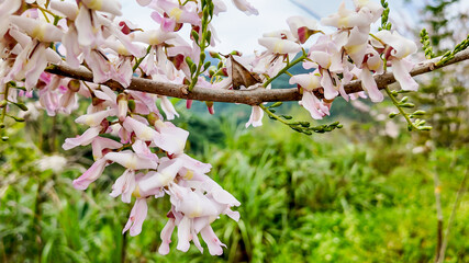 Close-up of delicate pink wisteria flowers blooming in a lush garden, symbolizing the beauty of spring and renewal