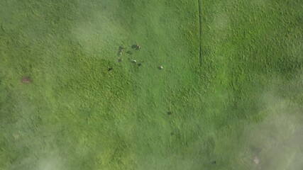 Wall Mural - 
beautiful cattle in Australia  eating grass, grazing on pasture. Herd of cows free range beef being regenerative raised on an agricultural farm. Sustainable farming 
