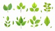 © your inspiration  - set of green leaves