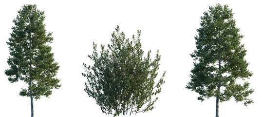 Wall Mural - set of ilex aquifolium (the holly, english holly, european holly, christmas holly) frontal set stree