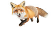 © Barbara Taylor - red fox vulpes running and jumping, isolated transparent png background