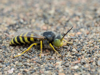 Wall Mural - P8080020 sand wasp, Bembix americana, cECP 2024