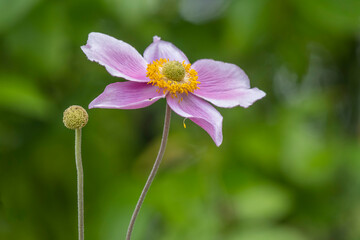 Poster - Herbstanemone (Anemone hupehensis)