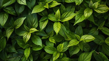 Wall Mural - Green tea leaves on a tea plantation, top view, Close-up background