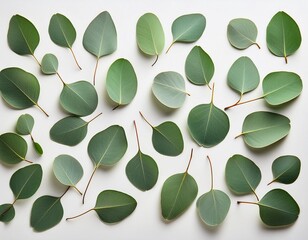 Poster - A close-up image of green eucalyptus leaves arranged on a white background