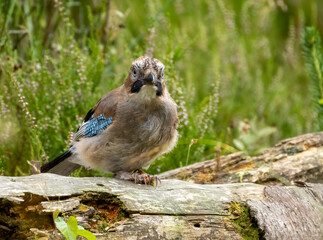 Wall Mural - Jay Corvid bird perched on wood in the forest