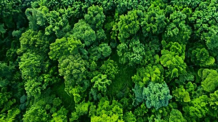 Sticker - Aerial View of Lush Green Forest