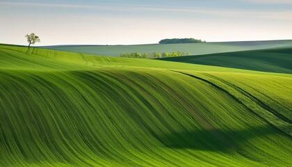 Poster - spring green fields in moravia region