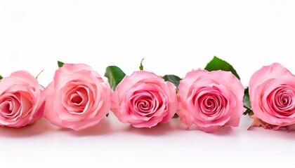 Sticker - pink roses banner row of pink rosebuds isolated on white background