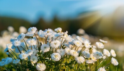 Wall Mural - a bunch of white flowers in a field