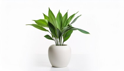 Poster - plant in a vase isolated on white