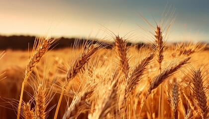 Poster - primer plano de espigas de cereales en el campo