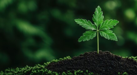 Canvas Print - young green plant growing in soil