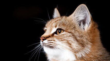 Poster - close-up portrait of a curious cat