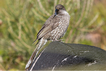 Wall Mural - Australian Little Wattle Bird perched on burnt log