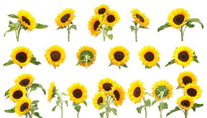 Poster - Many golden sunflowers isolated on white, set