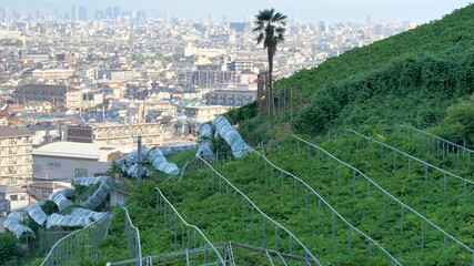 Wall Mural - 葡萄畑が広がる山の斜面と街の風景