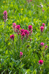 Wall Mural - Closeup of magenta Indian paintbrush pink flowers blooming in a subalpine meadow, Mt Rainier National Park
