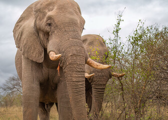 Wall Mural - Two African elephant bulls with tusks, one half hidden, eating acacia branches in their thornveld habitat under an overcast sky in the Kruger National Park in South Africa.