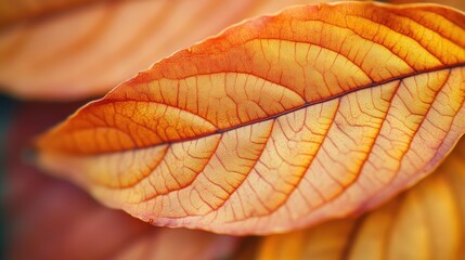 Wall Mural - Macro background of colorful autumn dry leaf