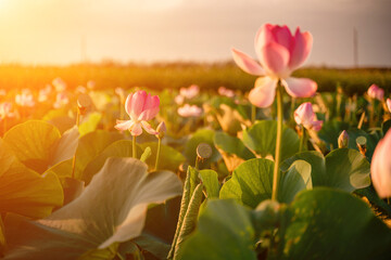 Wall Mural - Sunrise in the field of lotuses, Pink lotus Nelumbo nucifera swa