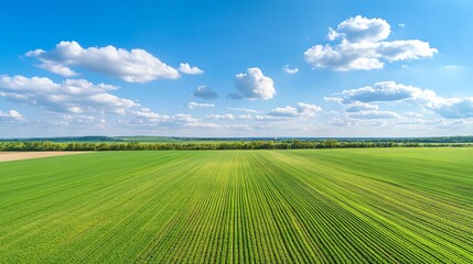 Vast green field under a bright blue sky with fluffy clouds, showcasing the beauty of nature and agricultural landscapes.