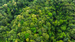 © Hand Robot - Autumn Tones of Aerial top view forest tree, Rainforest ecosystem and healthy environment concept and background, Texture of green tree forest view from above.