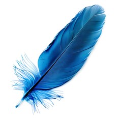 Wall Mural - Blue Bird Feather Isolated on White Background