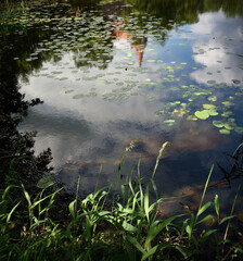 Wall Mural - Reflection on the water surface in a pond.