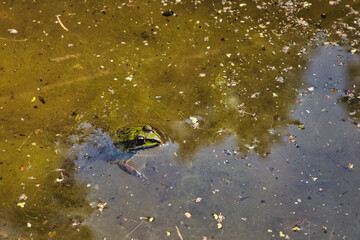 frog in the pond