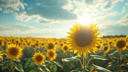 Wall Mural - Sunflower Field at Sunset