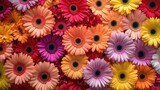 Vibrant gerbera daisies in various colors, creating a cheerful and bright floral background
