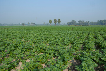 Beautiful agricultural land with green rows of potato fields in winter farm field and beautiful sky in the background