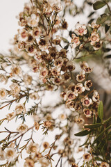 Wall Mural - Macro Photography of Delicate White and Beige Flowers on Thin Green Stems. Close-Up View of Ornamental Wildflowers with Intricate Petal Details. Warm Neutral Color Palette and Soft Beige Aesthetic