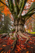 © ADDICTIVE STOCK - Majestic Chestnut Tree with Vibrant Autumn Leaves