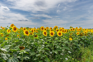 View of a sunflower field