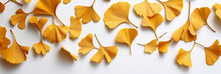 Poster - Golden Ginkgo Leaves on White Background - Autumnal Nature Photography - A collection of vibrant golden ginkgo leaves scattered on a clean white background, symbolizing autumn, nature, tranquility, ne