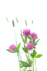 Wall Mural - Blooming Red Clovers isolated on white background. Meadow wild plants Trifolium pratense.